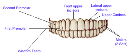 Articulation Point of Teeth